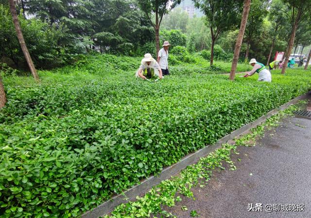 聊城市城市园林管理处网站(聊城市区人口有多少)