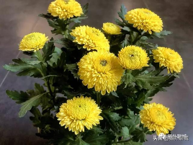 鲜花网站聊城(鲜花网站有哪些)