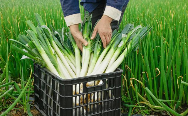 山东聊城平菇价格发布网站(平菇价格最新行情走势)